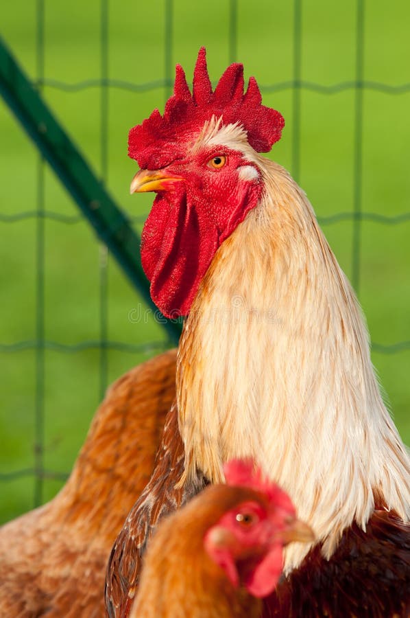 A White Rooster Inside the Chicken Coop Stock Photo Image of white
