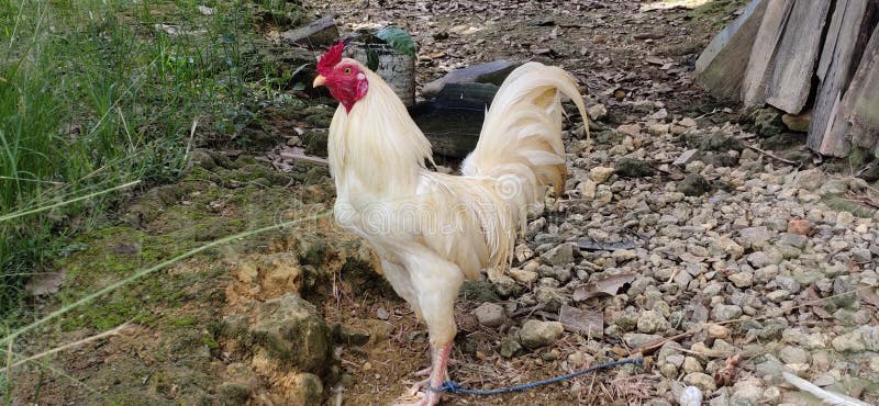White rooster with rope stock image. Image of ducks 200389325