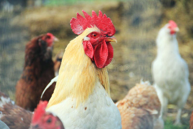 Blanco gallo orgullosamente seguimiento través de su gallinas sobre el.