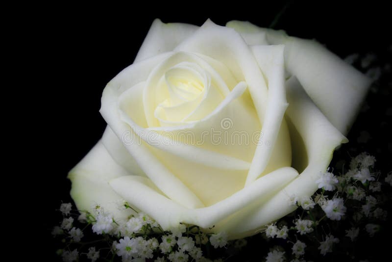 White Rose stock image. Image of anniversary, gift, elegant 11994897