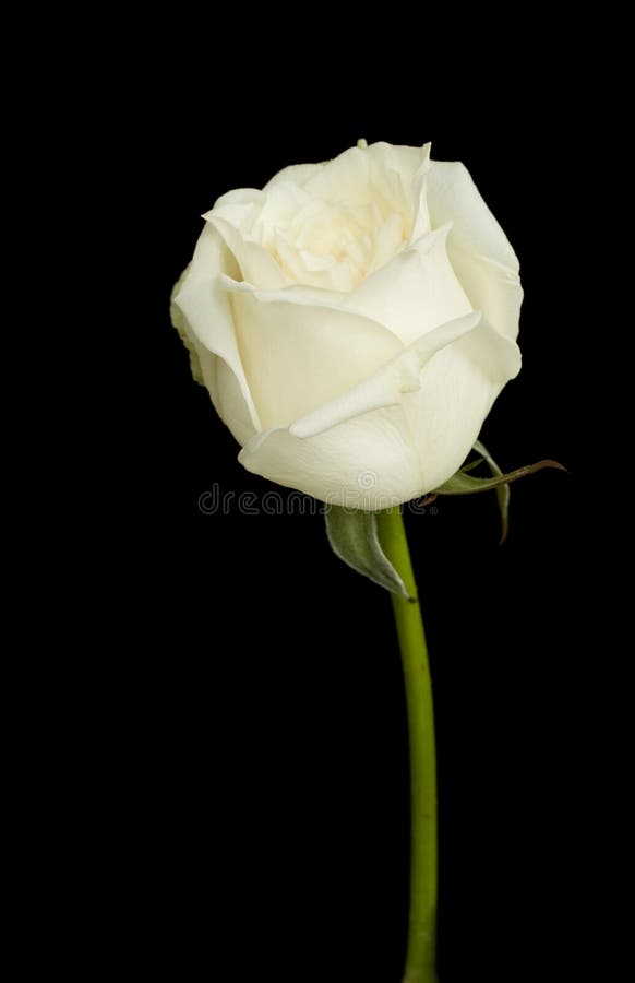 1,242 Off Rose White Stock Photos - Free & Royalty-Free Stock Photos from  Dreamstime
