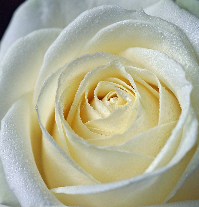 809,342 White Rose Stock Photos - Free & Royalty-Free Stock Photos from Dreamstime 809,342 White Rose Stock Photos - Free & Royalty-Free Stock Photos from Dreamstime