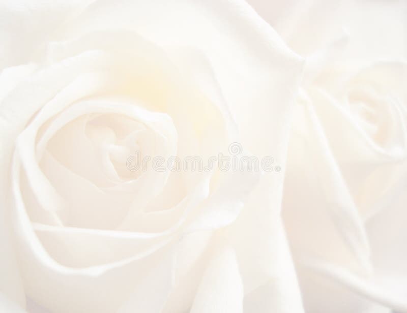 Rose Background Images Free Download on Freepik