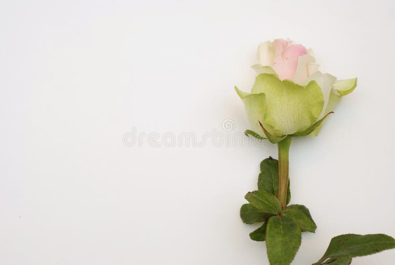 White rose on white background. Vertical flower. royalty free stock image White rose on white background. Vertical flower. royalty free stock image