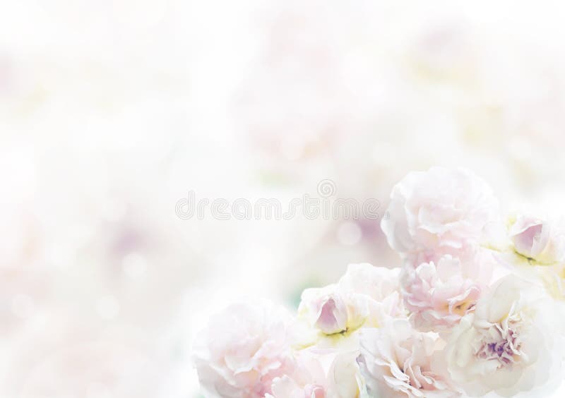 1,026,190 Rose Background Stock Photos - Free & Royalty-Free Stock Photos  from Dreamstime