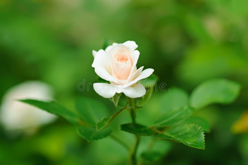 White rose stock image. Image of plant, flora, nature 35573549
