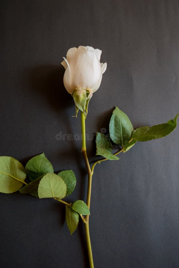White Rose on a Black Background Stock Photo Image of symbol, romance