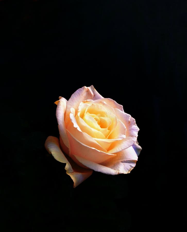White Rose on Black Background. Stock Photo Image of female, color