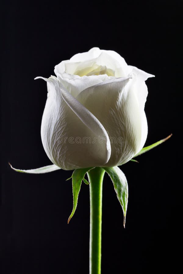 White Rose in Black Background Stock Photo - Image of flower, single