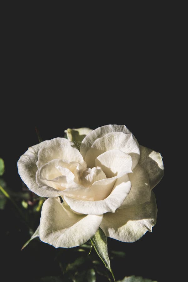 A White Rose on a Black Background Stock Photo Image of stem
