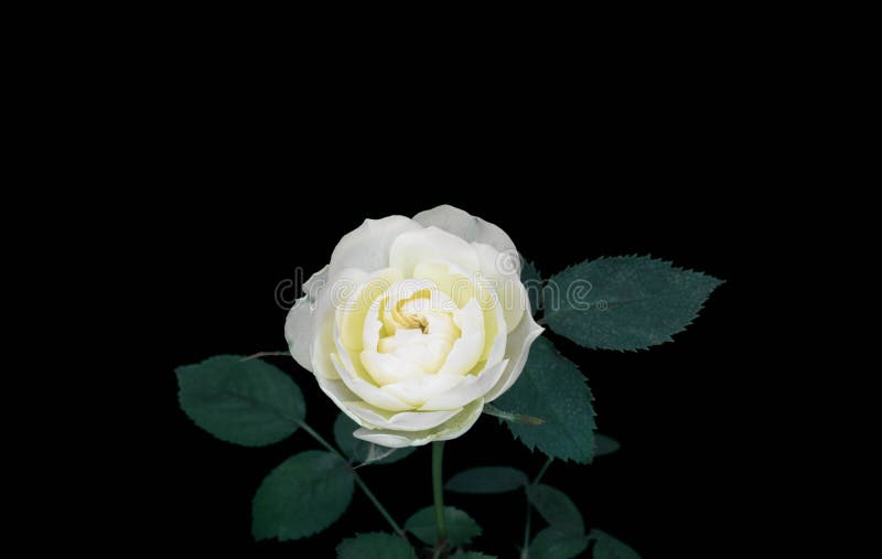 White Rose on a Black Background.