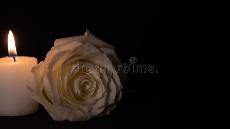 White rose on a black background, with a white candle burning