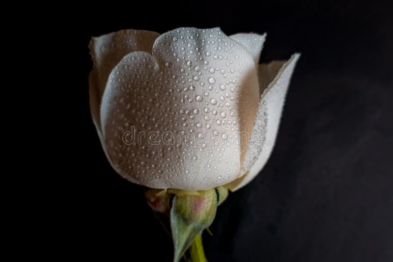 White Rose on Black Background Stock Image - Image of backgrounds