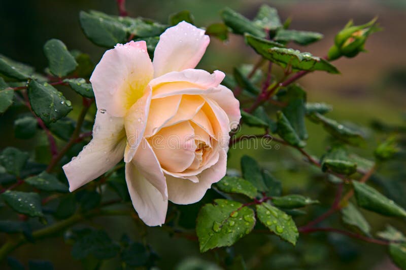 A White Rose in Bloom Surrounded by Foliage Stock Photo Image of