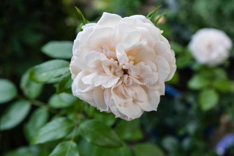 White Rose Blooming in Garden Stock Photo Image of blooming, botanical 97841162
