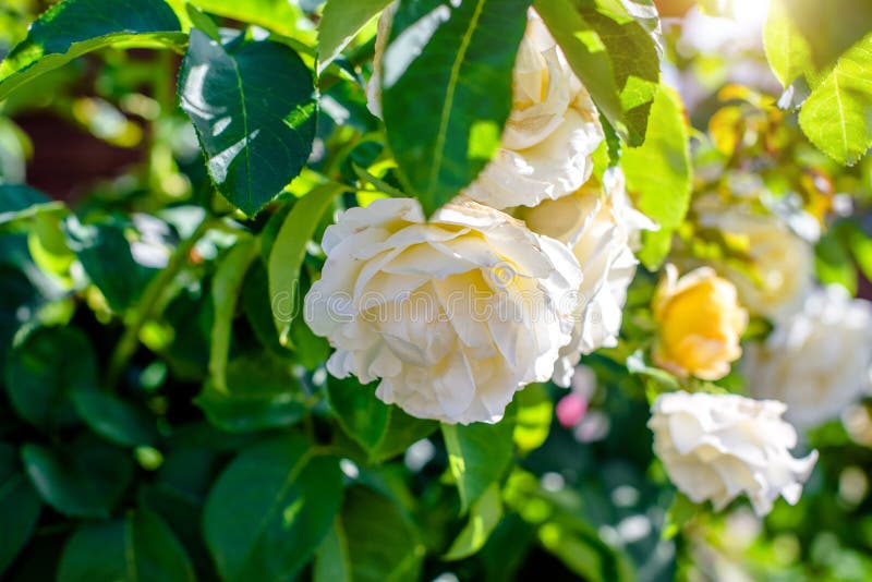 White Rose Blooms In Summer Stock Photo Image Of Flower Blooming