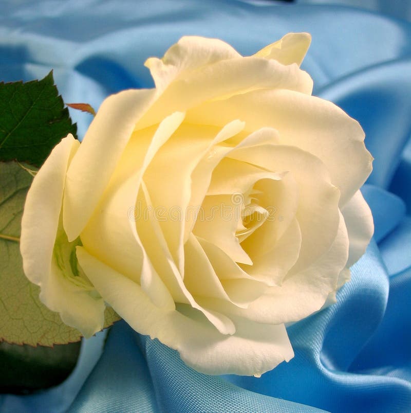 White rose on blue