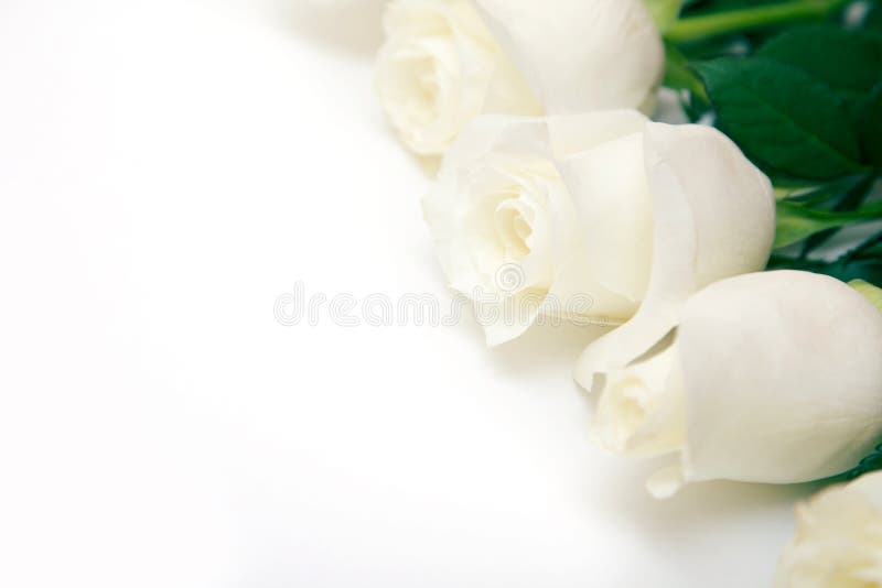White Rose. a Bouquet of Delicate Roses on a White Background. Place for  Text, Close-up. Romantic Background for Spring Holidays Stock Image - Image  of birth, decoration: 138202923