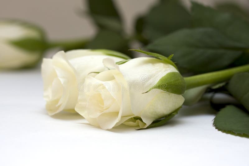 White rose buds on white