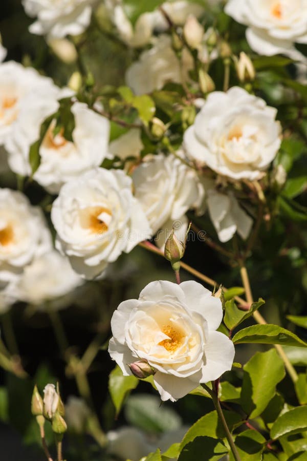 White rose bush in bloom stock image. Image of leaves 48958767