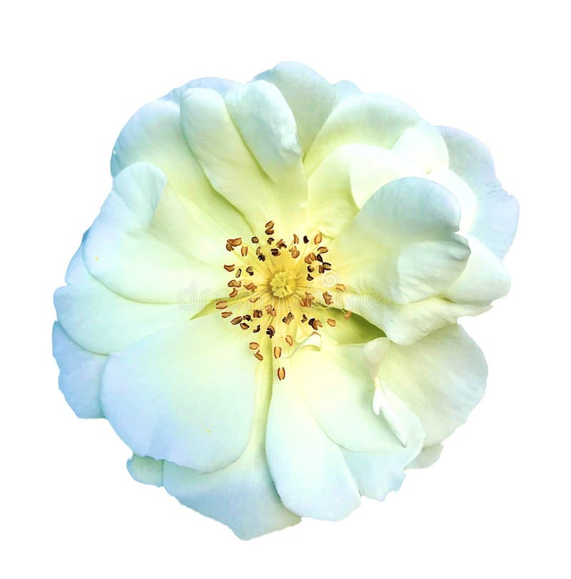 Jasmine flower vector Stock Vector Images - Alamy