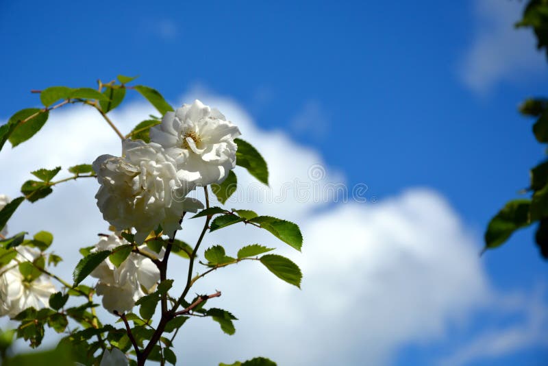 White Rose Closeup On A Background Of Blue Sky In The Rays Of The Sun ...