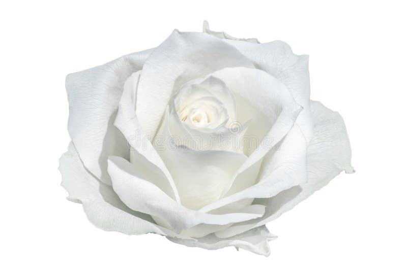 809,342 White Rose Stock Photos - Free & Royalty-Free Stock Photos from Dreamstime 809,342 White Rose Stock Photos - Free & Royalty-Free Stock Photos from Dreamstime