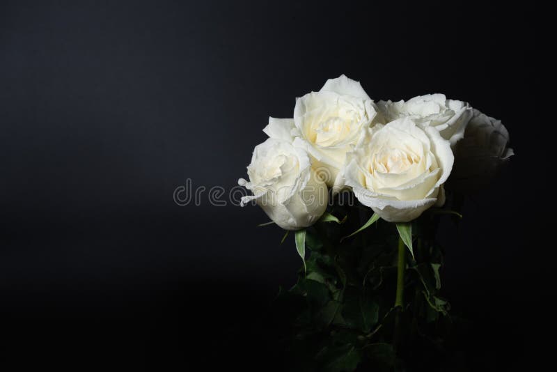 Hoa hồng trắng trên nền đen mang đến một vẻ đẹp thanh lịch, sang trọng và đầy ý nghĩa. Hãy nhìn vào bức ảnh này và cảm nhận sự tuyệt vời của những cánh hoa trắng đang nở rộ trên nền đen tuyền của chúng.