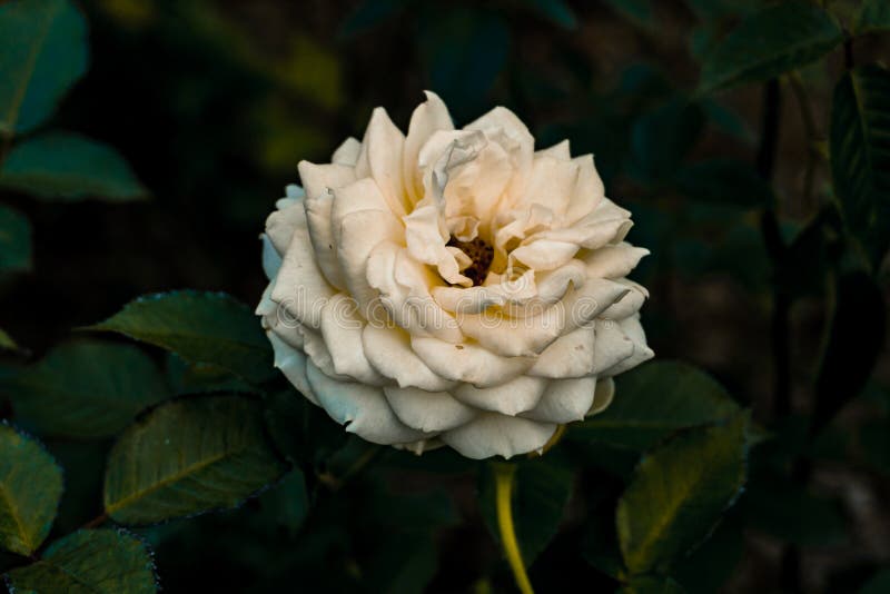 White Rose in Dark Background, White Rose of York Stock Photo Image