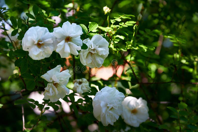 Blooming rose bush stock image. Image of herb, love 208251505