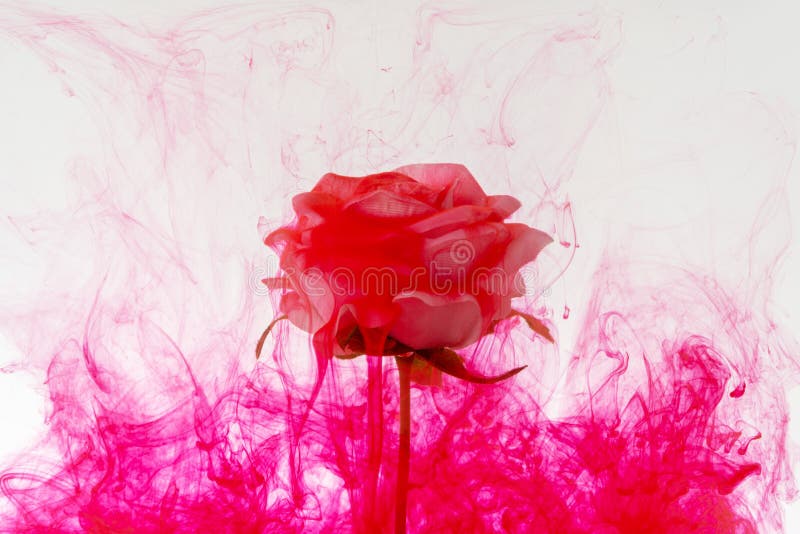 White Rose Flower Inside in Water with Red Acrylic Paint Stock Photo Image of backdrop, floral