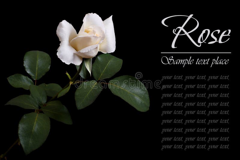 White rose flower isolated on a black