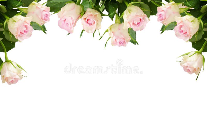 Fresh roses border Stock Photo by ©Anna_Om 8601433