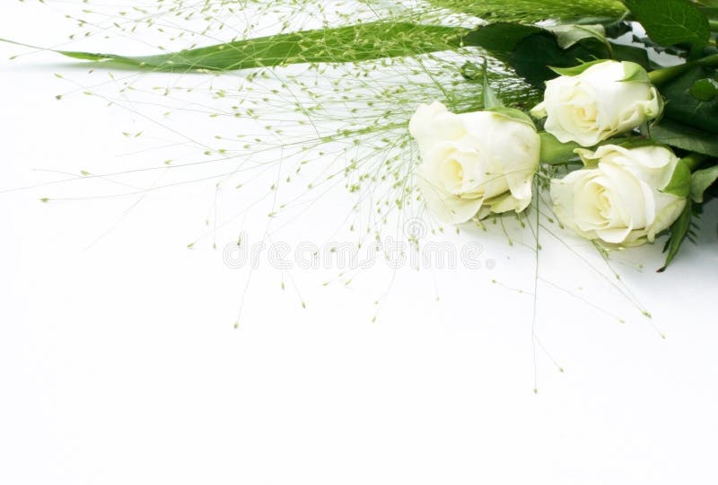 White rose frame stock image. Image of blossom, desire - 6533971