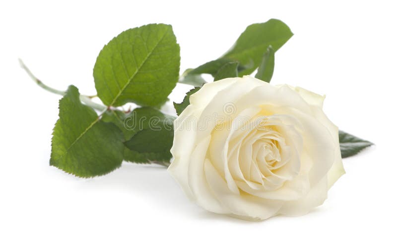 white rose backgrounds