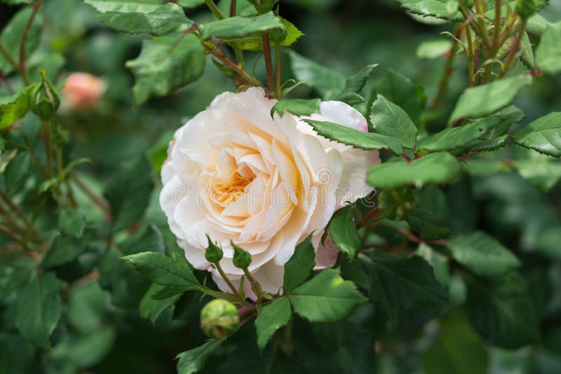 White rose. stock photo. Image of season, blooming, white 76961444