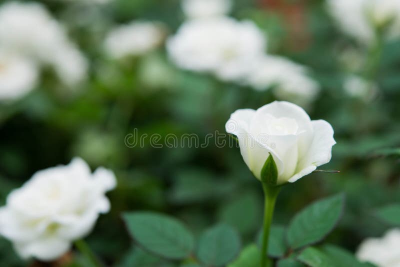 White rose stock image. Image of floral, passion, soft 92663579