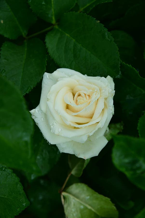 White Rose in Green Foliage Stock Photo Image of rose, bunch 109734240