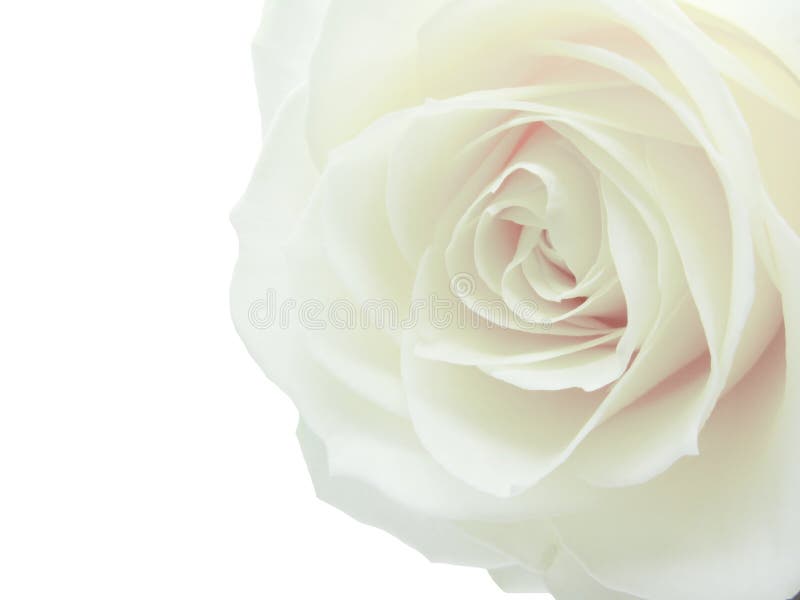 White and Red Rose Heart Closeup Stock Image Image of leaf, botany