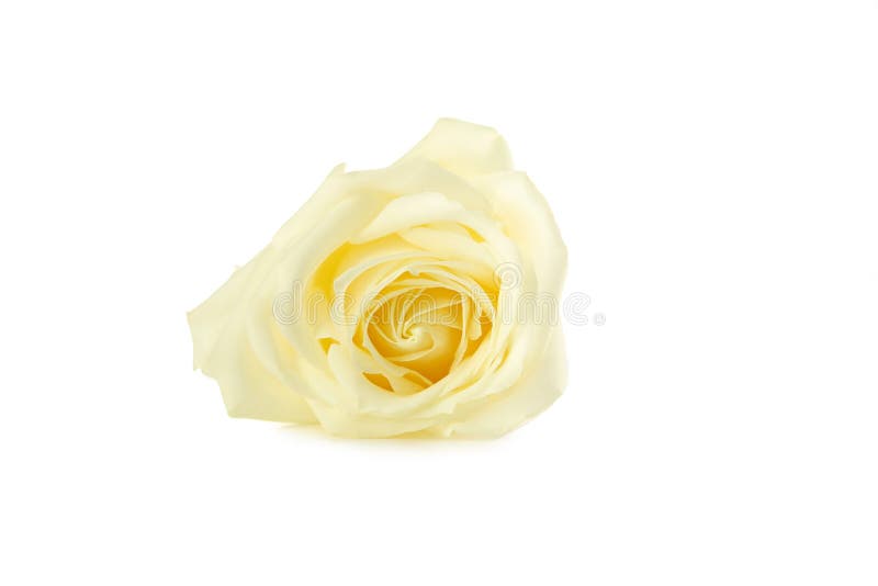 White rose stock image. Image of bloom, petal, flower 62698429