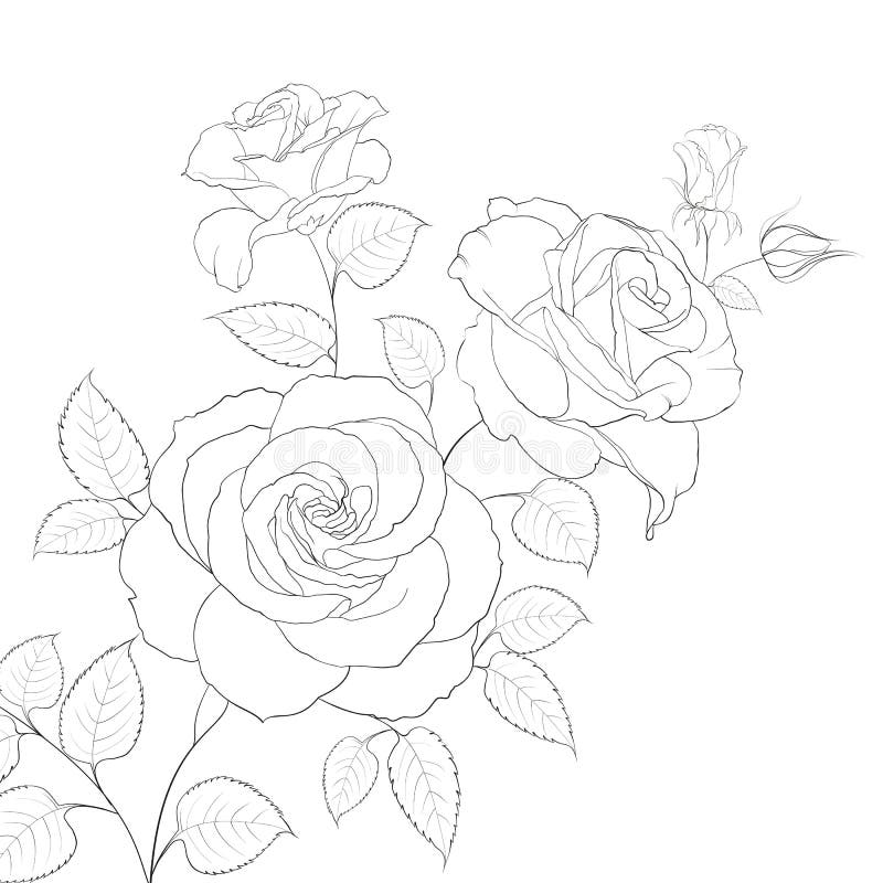 White rose isolated. vector illustration
