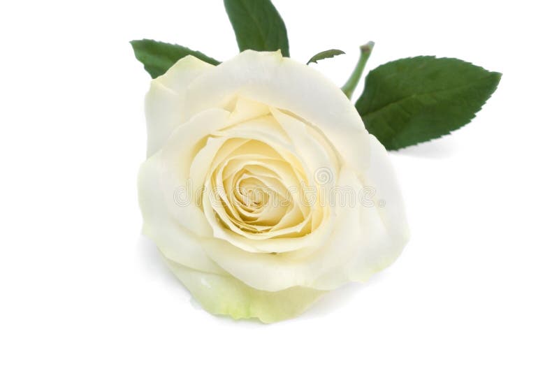 Single White Rose with Leaves. Stock Photo Image of nature, object