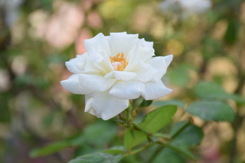 A white rose with leaves stock image. Image of garden 271444969