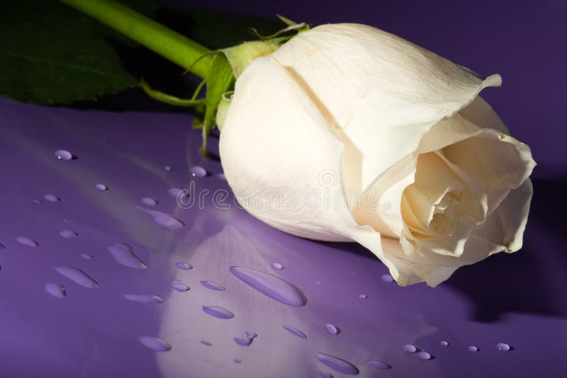 White rose on lilac