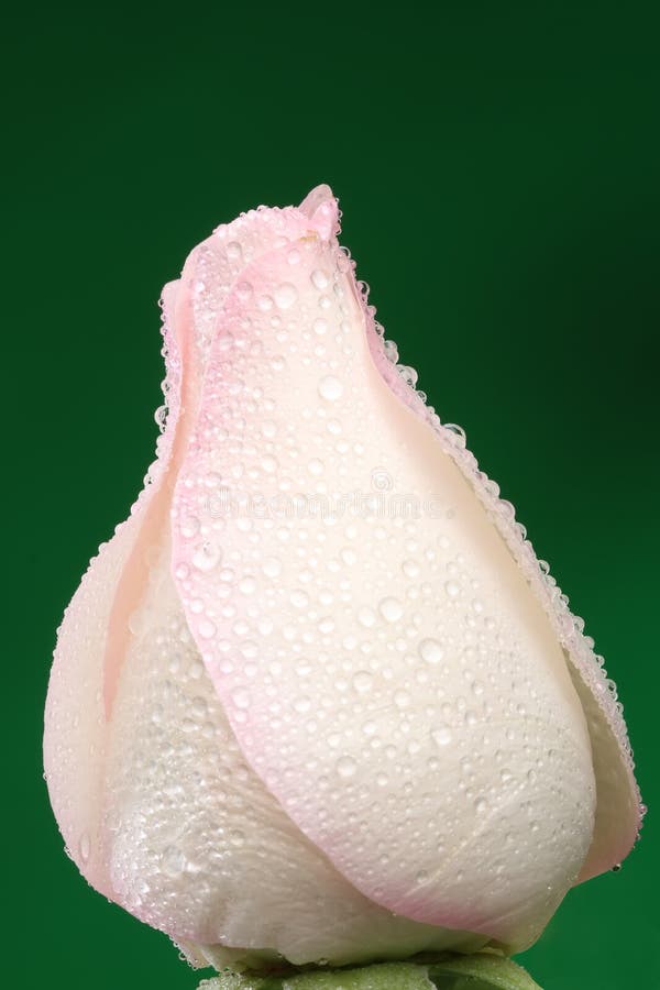 White Rose with Lots of Water Drops. Stock Image Image of lots, love