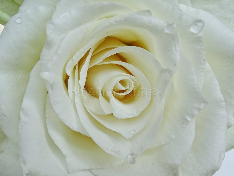 White rose stock photo. Image of white, closeup, macro 140799188