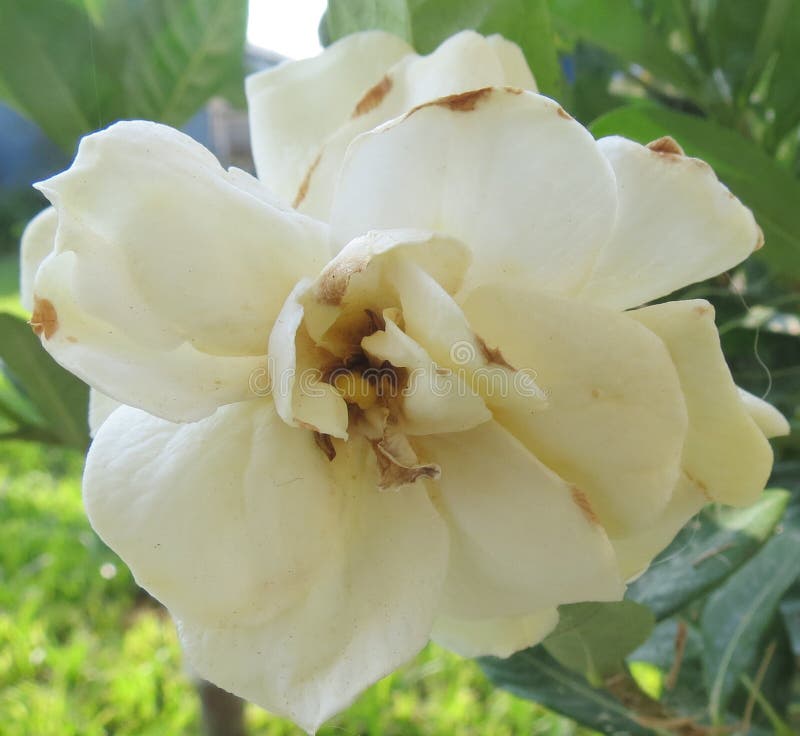 White Rose, Opening stock photo. Image of pattern, freshness 100088138