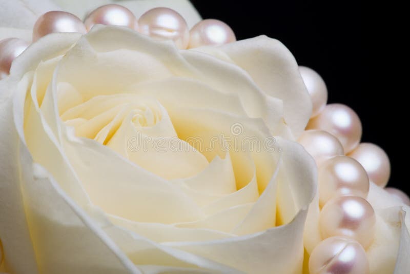 White rose with pearls stock photo. Image of plant, nature 3950650