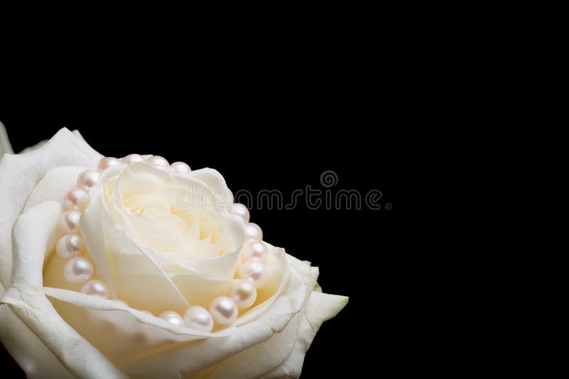 White rose with pearls stock photo. Image of purity, pearl 3950676