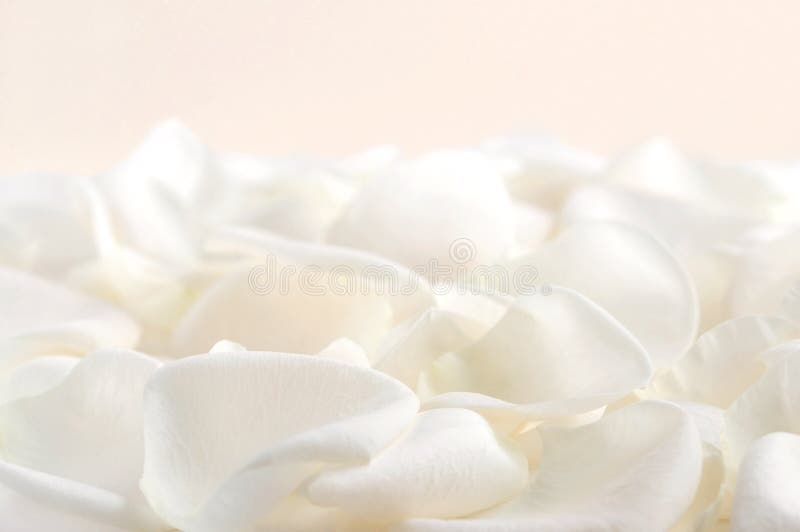 White rose petals